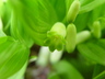 Polygonatum humile - Dwarf Solomon's Seal