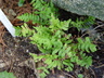 Polypodium virginianum - American Wall Fern Rock Polypody