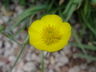 Ranunculus gramineus - Grassy Buttercup