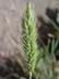 Sesleria 'Glauca' - Moor Grass