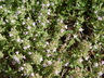 Thymus camphoratus - Camphor Thyme