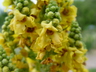 Verbascum x - Hybrid Verbascum