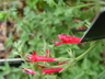 Salvia henryi - Crimson Sage Henry's Sage