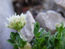 Trifolium barnebyi - Barneby's Clover