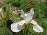 Iris sibirica 'Nana Alba' - Iris Siberian Iris