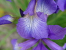 Iris typhifolia - North Tombs Iris Iris