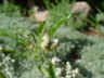 Artemisia pedemontana - Silver Spreader Caucasian Artemisia