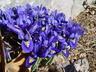 Iris histrioides - Reticulate Iris
