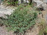 Cerinthe major - Honeywort Wax Plant