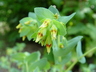 Cerinthe minor - Lesser Honeywort