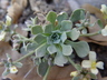Physaria eburniflora - Devils Gate Twinpod