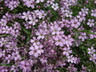 Saponaria pumilio - Soapwort Pygmy Pink