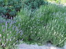 Lavandula angustifolia 'Baby Blue' - English Lavender