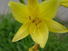 Hemerocallis lilioasphodelus - Lemon Daylily Lemon Lily Yellow Daylily