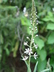 Lysimachia ephemerum - Willow-Leaved Loosestrife