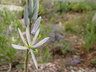 Camassia scilloides - Eastern Camass Wild Hyacinth Atlantic Camass