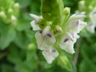 Scutellaria alpina 'Alba' - Alpine Scullcap
