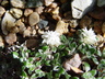 Helichrysum sessilioides