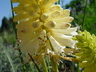 Kniphofia sp. - Red Hot Poker Torch Lily