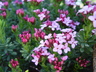 Daphne cneorum 'Puszta' - Garland-Flower Rose Daphne