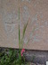 Dierama dracomontanum - Wand Flower
