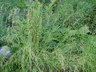 Stipa capillata - Needle Grass Feather Grass