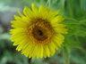 Inula ensifolia 'Sunray' - Sunray Flower