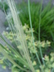 Stipa pulcherrima - Golden Feather Grass