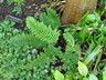 Polystichum setiferum 'Divisilobum' - Soft-Shield Fern English Hedge Fern