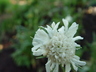 Scabiosa caucasica - Pincushion Flower Caucasian Scabious White Bonnets