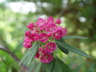 Kalmia angustifolia - Sheep Laurel Lambkill