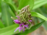 Dactylorhiza fuchsii 'Bressingham Bonus' - Bressingham Bonus Spotted Orchid