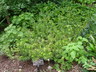 Cephalotaxus harringtonia var. drupacea - Cow's Tail Pine Japanese Plum Yew