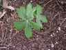 Podophyllum peltatum - May Apple American Mandrake