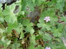Geranium pyrenaicum - Mountain Cranesbill Hedgerow Cranesbill