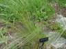 Stipa ucrainica - Feather Grass