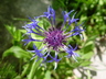 Centaurea montana - Perennial Cornflower Mountain Bluet Perennial Bachelor's Button