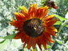 Helianthus annuus 'Red Sun' - Sunflower