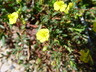 Helianthemum oelandicum ssp. alpestre 'Serpyllifolium' - Alpine Sun Rose