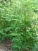 Zanthoxylum simulans - Prickly-Ash Chinese-Pepper