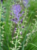 Muscari comosum - Tassel Hyacinth Ostrich-Feather Hyacinth Purse Tassels