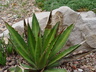 Agave univitatta - Thorn Crest Agave Mckelvey's Century Plant