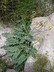 Hieracium maculatum 'Leopard' - Spotted Hawkweed