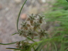 Asclepias pumila - Plains Milkweed