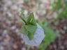 Codonopsis clematidea - Bonnet Bellflower Asian Bellflower