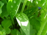 Pulmonaria angustifolia - Lungwort Narrow-Leaved Lungwort Blue Cowslip