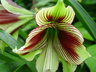 Hippeastrum papilio - Butterfly Amaryllis