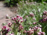 Antennaria dioica - Pussytoes Rose Pussytoes
