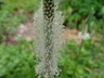 Plantago media ssp. stepposa - Hoary Plantain