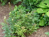 Lysimachia ciliata 'Firecracker' - Fringed Loosestrife
